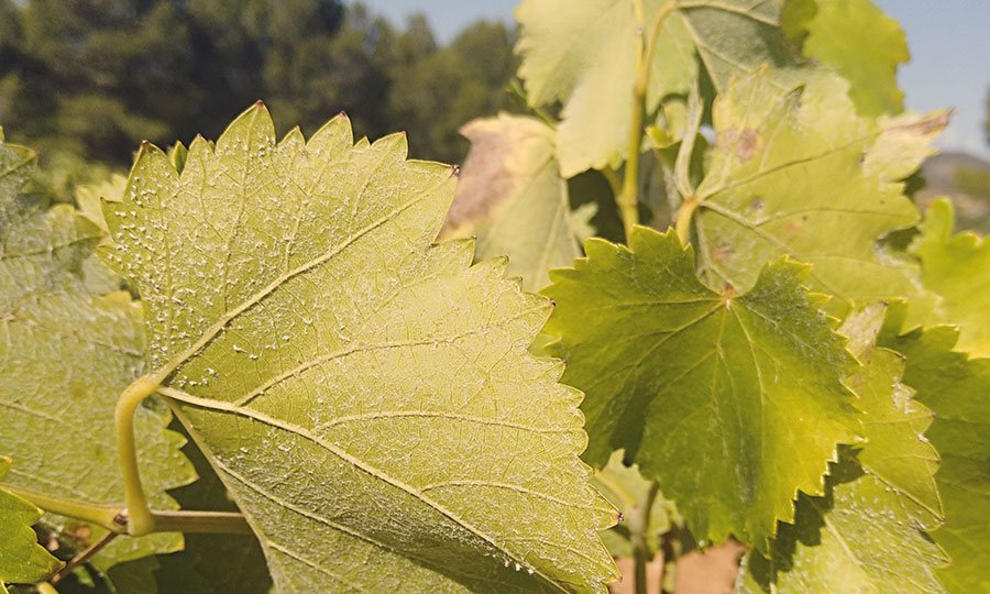Edetària - Vinyes i terra