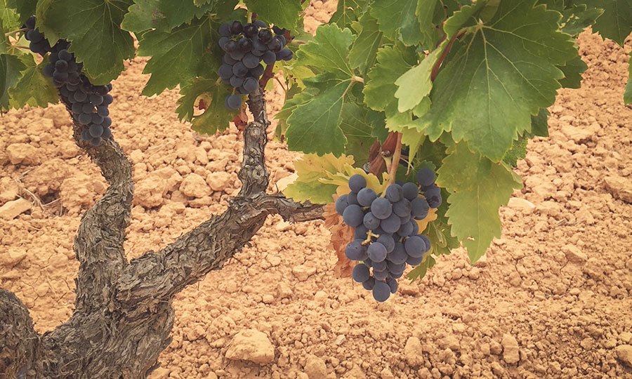 Edetària - Vinyes i terra